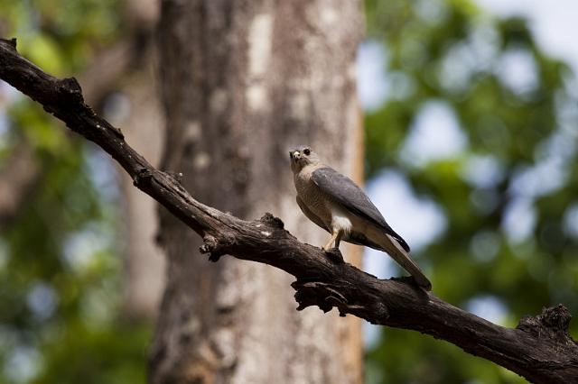 023 Kanha Nationaal Park, Shikra.jpg